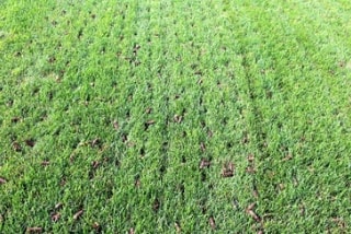 core aerated lawn