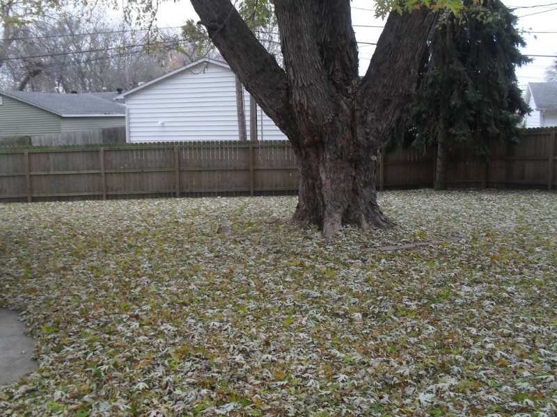 before leaf removal service