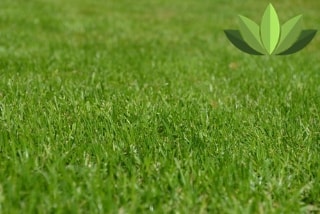 lawn treated by springbrook lawn care
