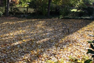 leaf removal chatham il