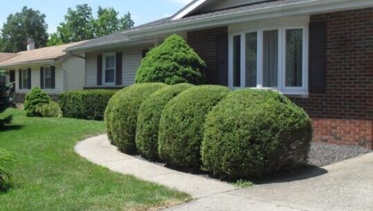 Pruning Service Chatham