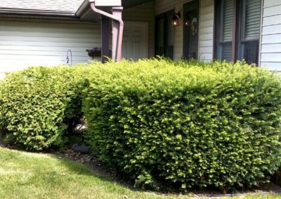 Pruning Services Company Chatham