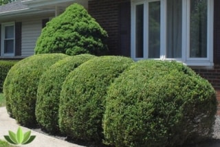 shrub pruning service